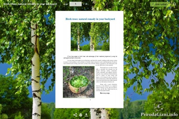 Birch trees: natural remedy in your backyard